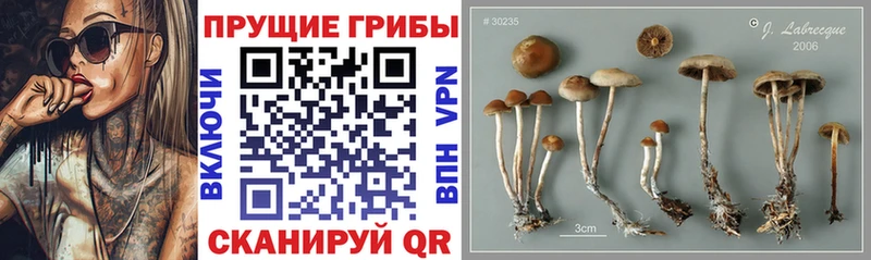 Купить закладки  Пролетарск  Галлюциногенные грибы прущие грибы 
